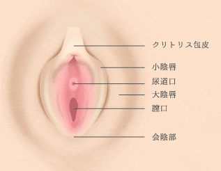 女性の包茎】クリトリス包茎とは？原因や影響を徹底解説！│SELECT CLINIC TIPS