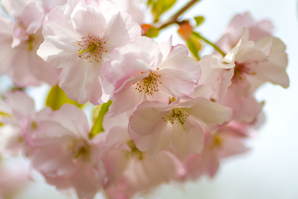 桜遥 (さくらはるか)とは【ピクシブ百科事典】