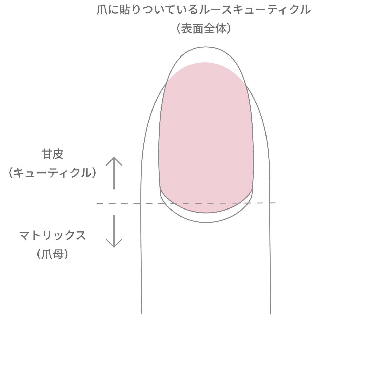 甘皮の処理のやり方は知ってる？手順を覚えて指先をきれいに見せよう | ARINE [アリネ]