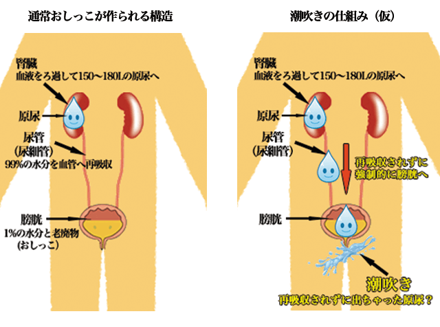 風俗エステで楽しめる「男の潮吹き」を徹底解説！｜エステの達人マガジン