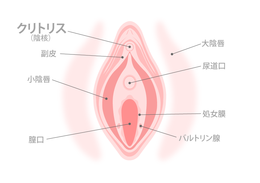 ペニスとクリトリス「勃起・形・メカニズム」の違い【比較完全図解】 | セクテクサイト