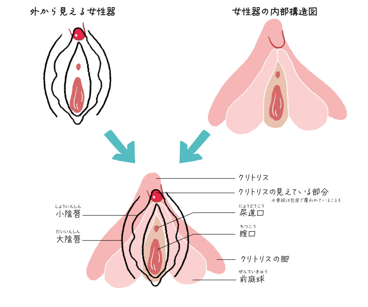 小陰唇縮小術 - 銀座マイアミ美容外科【形成外科専門医の女性医師在籍】