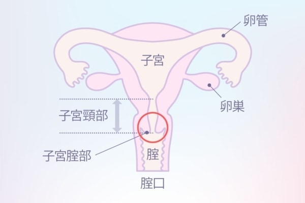 中イキのやり方！女性がイク理由～【医師監修】 - 夜の保健室