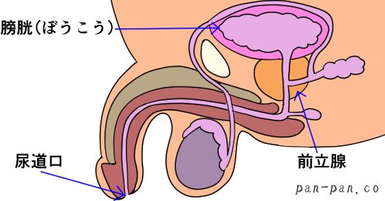 クリトリス刺激で潮吹きする方法とテクニック