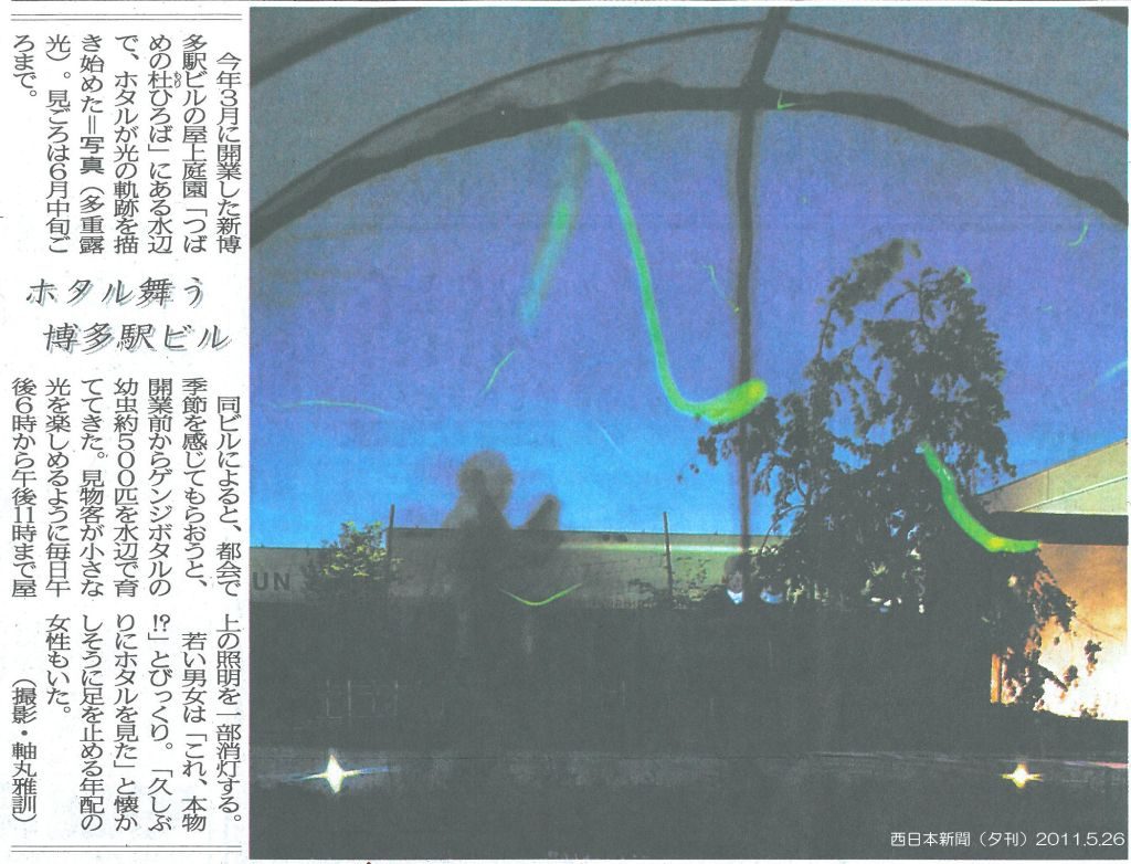 ほたるの光、見ごろがやってきました！ | とりまぶし【公式】中洲の静かな路地に佇む 風情ある鶏料理専門店