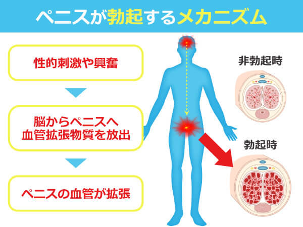 ペニス増大サプリは医学的に効果が期待できない？医師が勧めるペニス増大法 – メンズ形成外科 | 青山セレス&船橋中央クリニック