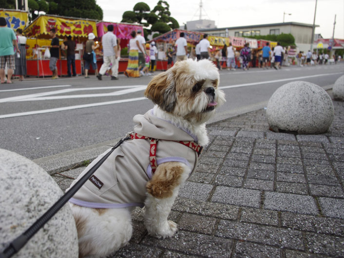 茂原公園弁財天ご開帳andMore・・・。: しんぼみつよしの「デブろぐ」