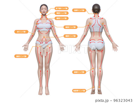 リンパマッサージの方向OLのイラスト素材 [78881819] - PIXTA