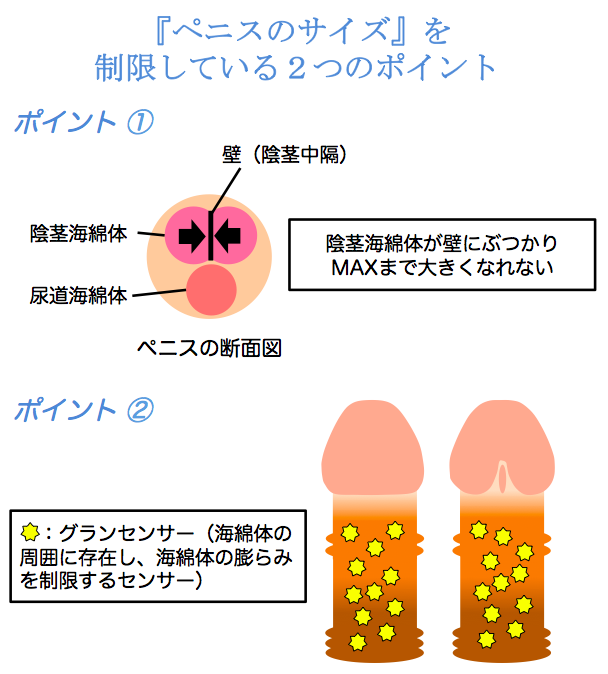 併用で増大】チントレ効果を倍増させるサプリメント10選 | STERON