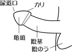 男を喜ばせるフェラのやり方！上手なテクやコツを元風俗嬢が解説 | シンデレラグループ公式サイト