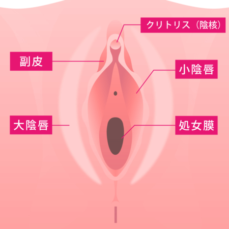 クリトリス包茎とは？悩みを解決する切除手術のメリットやリスクを解説 | コラム一覧｜  東京の婦人科形成・小陰唇縮小・婦人科形成（女性器形成）・包茎手術・膣ヒアルロン酸クリニック