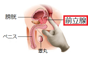 前立腺マッサージとはどんなプレイ？ 風俗エステ嬢がやり方を詳細解説 | シンデレラグループ公式サイト