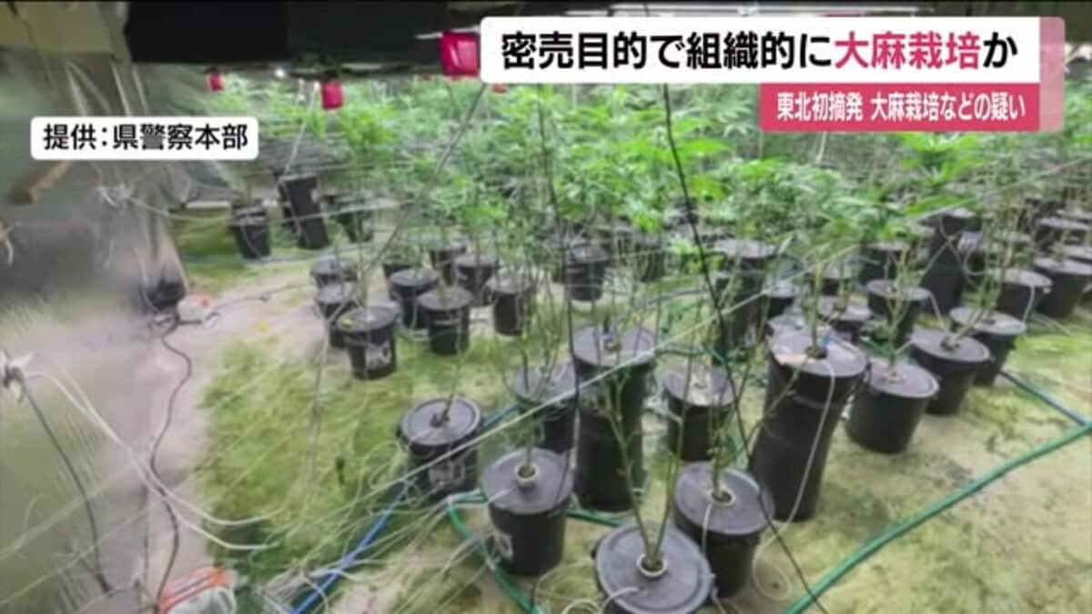 孫安佐經紀人超狂歷史曝光！自稱AV男優、酒店經紀選立委力推大麻合法化| CTWANT | LINE TODAY