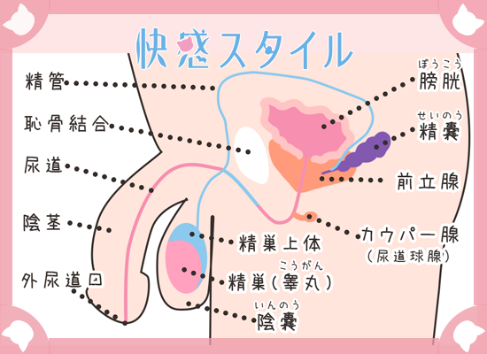 前立腺マッサージからはじまるドライオーガズム―不快感こそ第一歩 | ドライオーガズム研究部