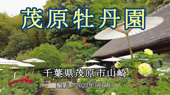 No.10 愛犬と一緒にゆっくり過ごせる「ふつうのカフェ」茂原珈琲 茂原市下永吉