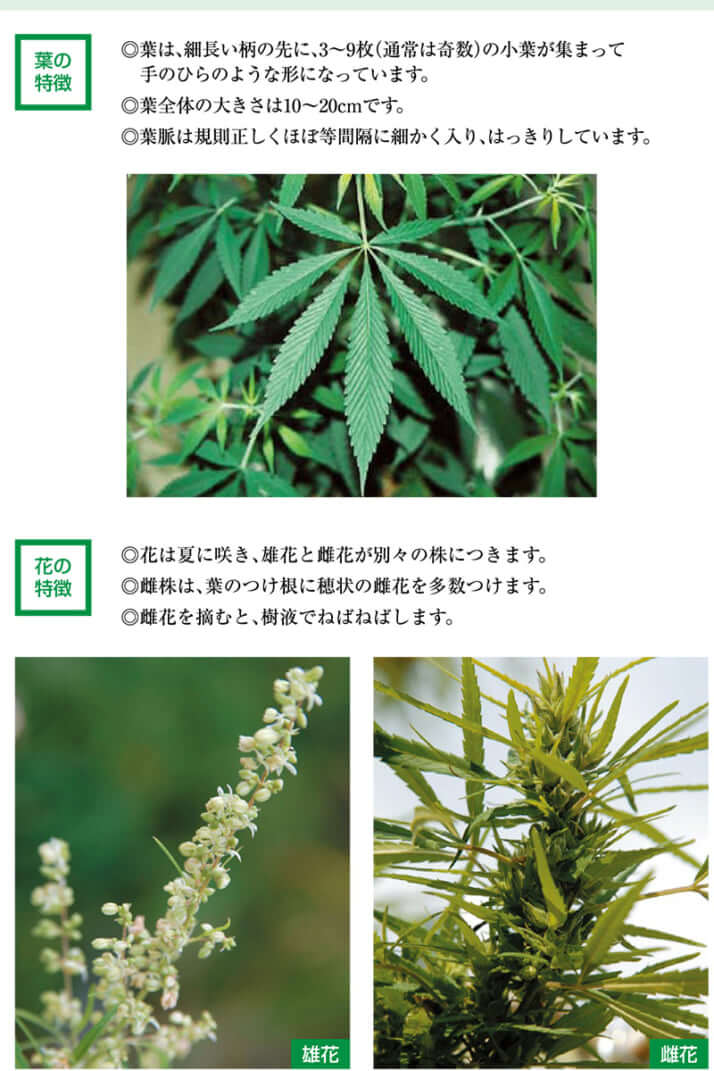 大麻の新常識 ―大麻では死なない、大麻に身体依存はない、でも……― | 松本俊彦,