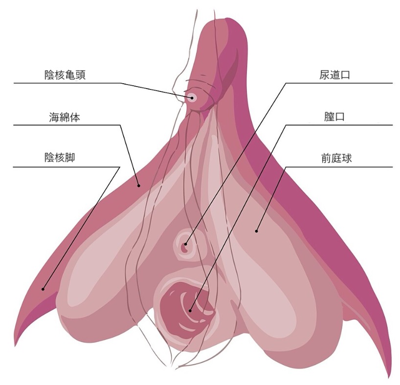 陰核包皮 - Wikipedia