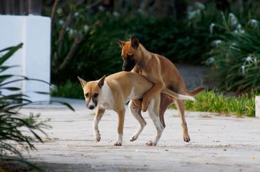 人間と馬の交際 - 1人のストックフォトや画像を多数ご用意